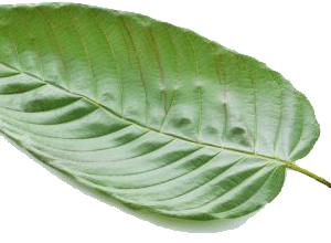 Green Vein Kratom
