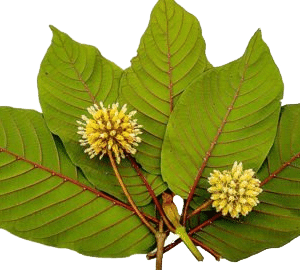 Red Vein Kratom