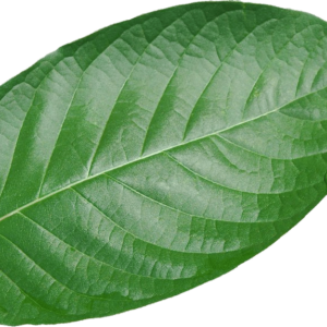 White Vein Kratom