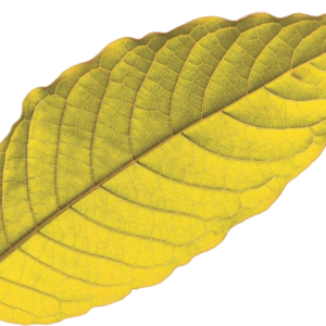 Yellow Vein Kratom
