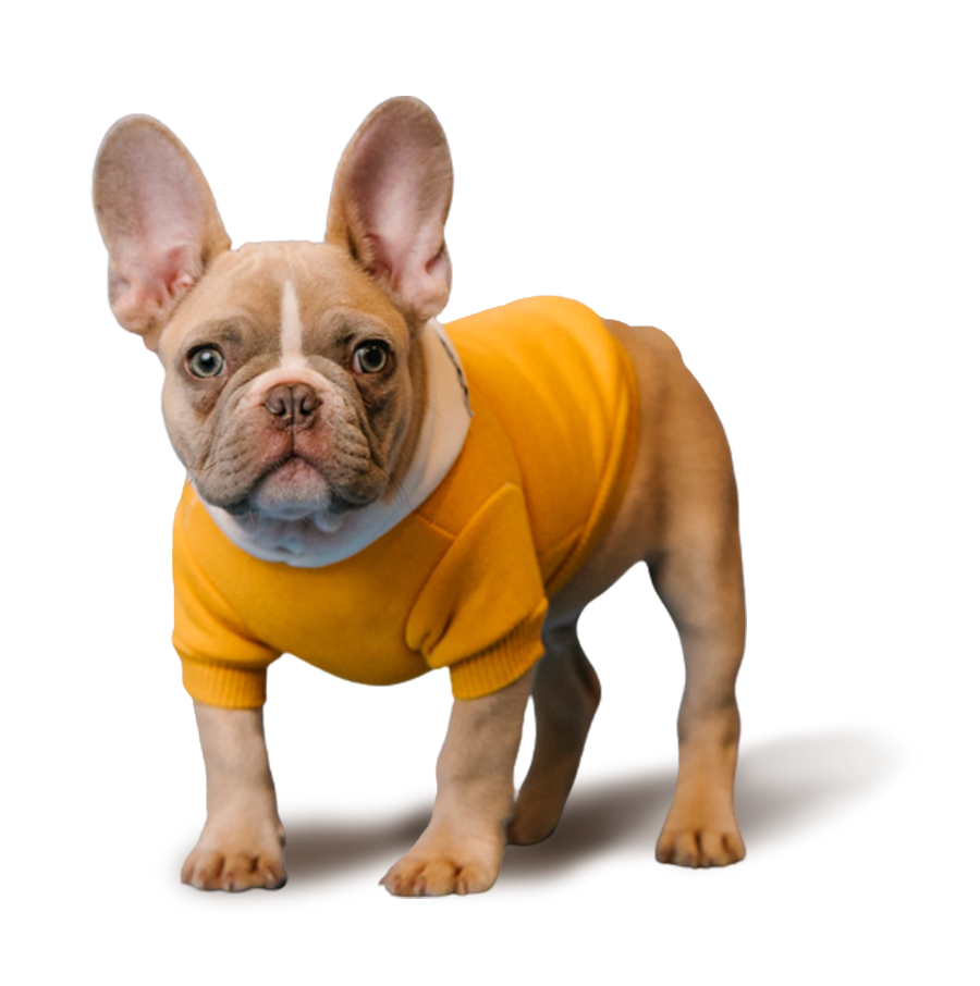 Dog wearing a sweater